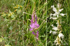 Lesser Caucasus