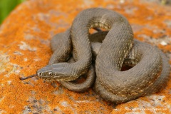 Natrix tessellata, near Akhalkalaki, Georgia.
