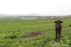 Armenian Highlands