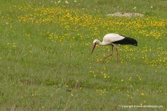 Ciconia ciconia