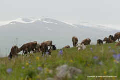 Armenian Highlands