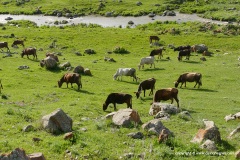 Armenian Highlands