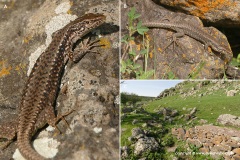 Armenian Highlands