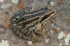Rana macrocnemis