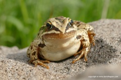 Rana macrocnemis