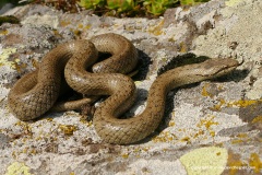 Coronella austriaca