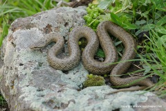 Coronella austriaca
