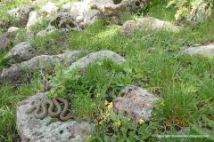 Armenian Highlands