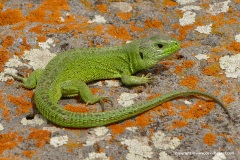 Lacerta agilis brevicaudata