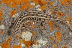 Lacerta agilis brevicaudata