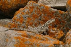 Paralaudakia caucasia