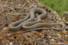 Platyceps najadum najadum