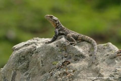 Paralaudakia caucasia