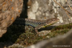 Darevskia cf. valentini
