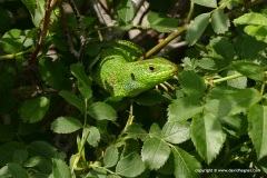 Lacerta media