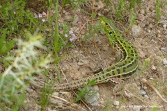 Lacerta media