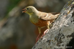 Emberiza hortulana