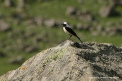 Oenanthe finschii