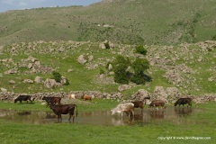 Near Vardzia