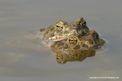 Bufotes viridis / sitibundus