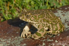 Bufotes viridis / sitibundus