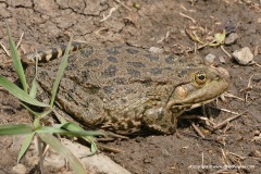 Lesser Caucasus