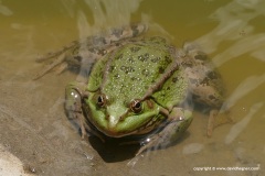 Pelophylax ridibundus