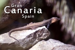 Gran Canaria 2005