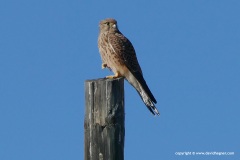 Falco tinnunculus canariensis