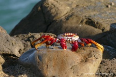Grapsus adscensionis