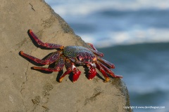 Grapsus adscensionis
