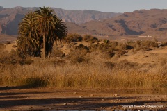 Las Dunas de Maspalomas