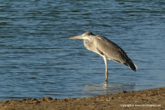 Ardea cinerea