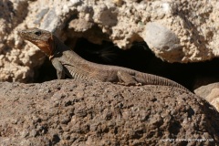Gallotia stehlini