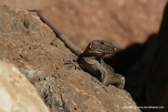 Gallotia stehlini