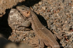 Gallotia stehlini