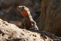 Gallotia stehlini