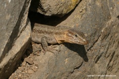 Gallotia stehlini