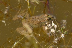 Pelophylax perezi