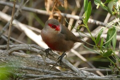 Estrilda astrild