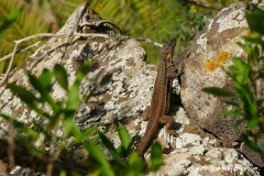 Gallotia stehlini