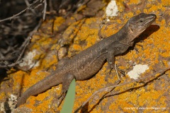 Gallotia stehlini