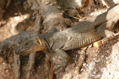 Gallotia stehlini