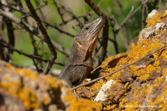 Gallotia stehlini