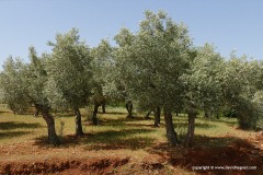 Olive trees