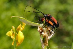 Purpuricenus desfontainii