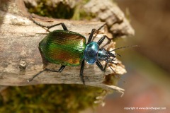 Calosoma sycophanta