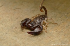 Euscorpius sp.