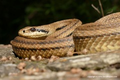 Elaphe quatuorlineata