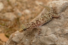 Hemidactylus turcicus